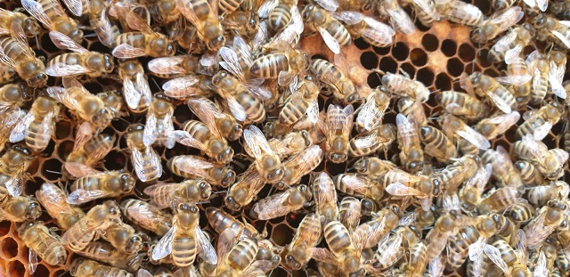 Bienen auf Waben horizontal
